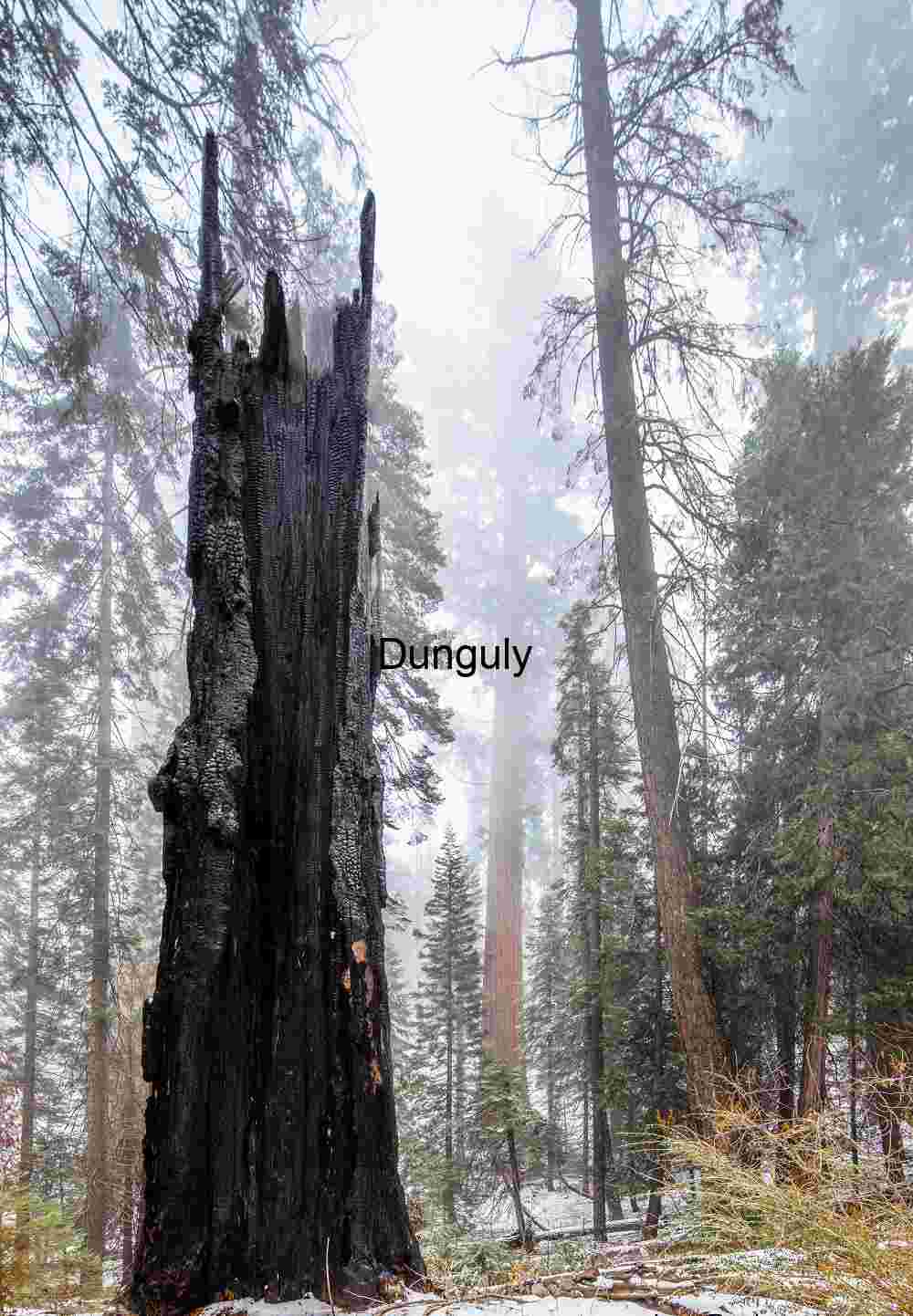 Close- Towering Sequoia Giants in Misty Winter Forest, Kings Canyon