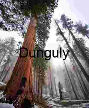 Towering Sequoia Giants in Misty Winter Forest, Kings Canyon