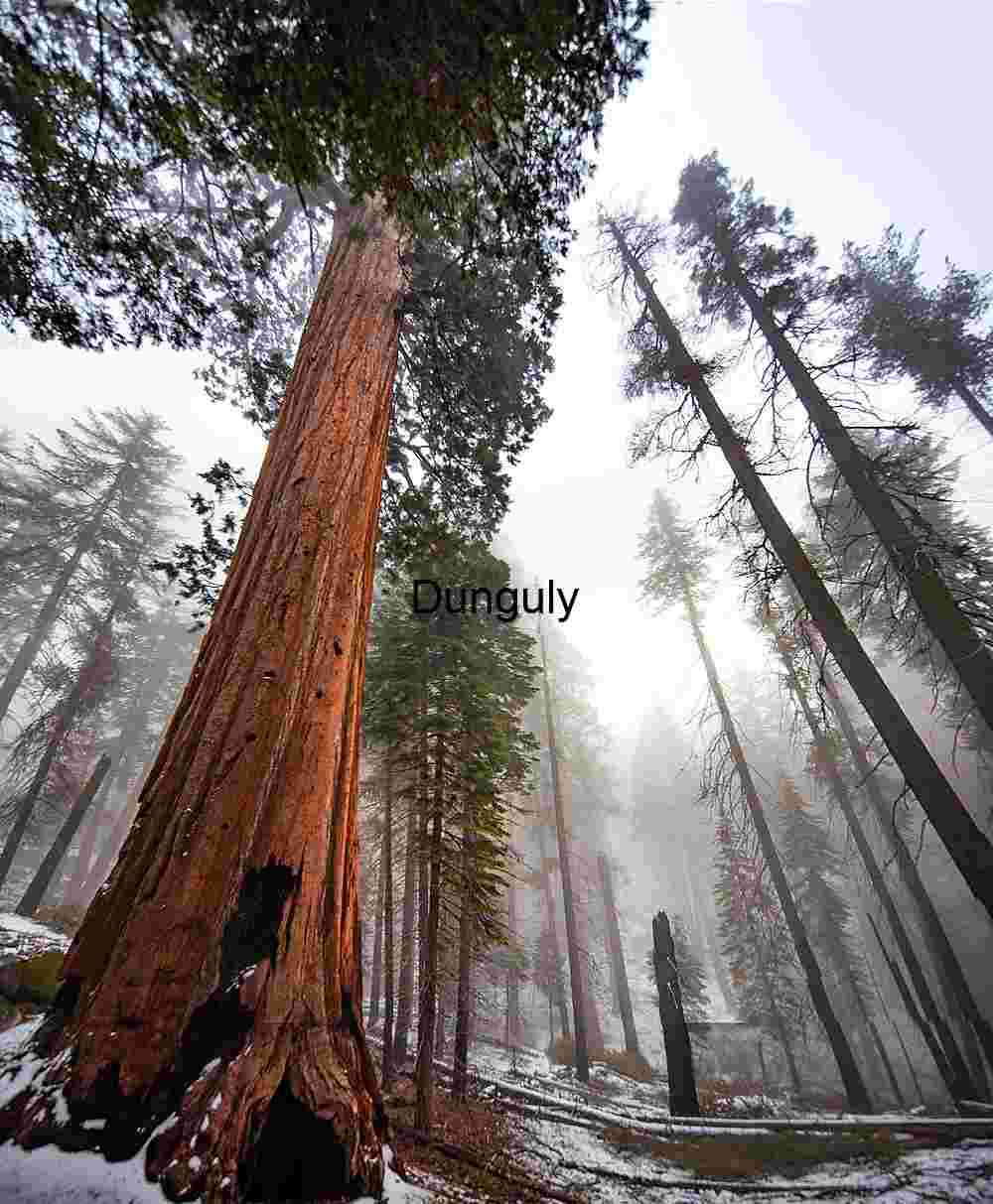 Towering Sequoia Giants in Misty Winter Forest, Kings Canyon