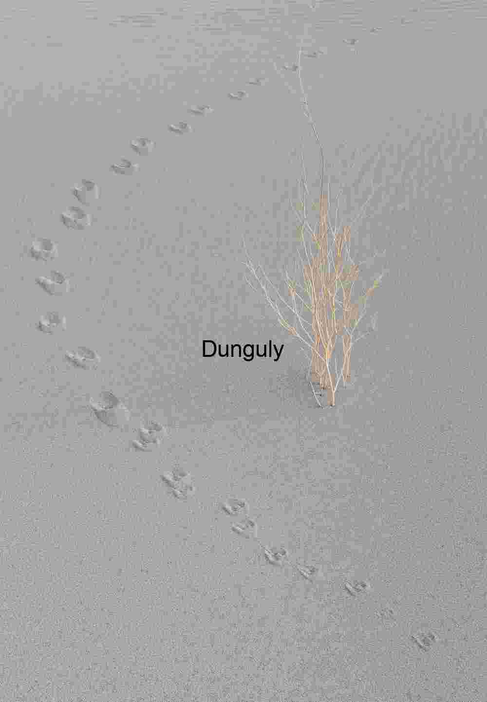 Desert Tracks Around Dry Plant: Eureka Dunes, Death Valley