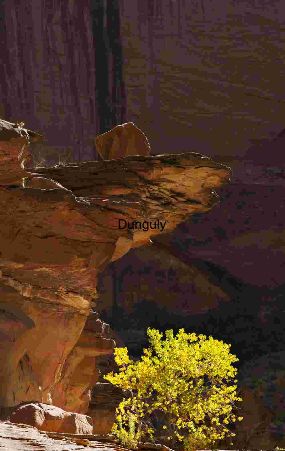 Tree and overhanging rock, Coyote Gulch , Escalante