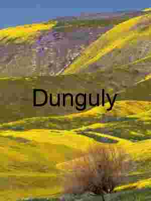 California Superbloom Hillside with Goldfields and Lone Shrub