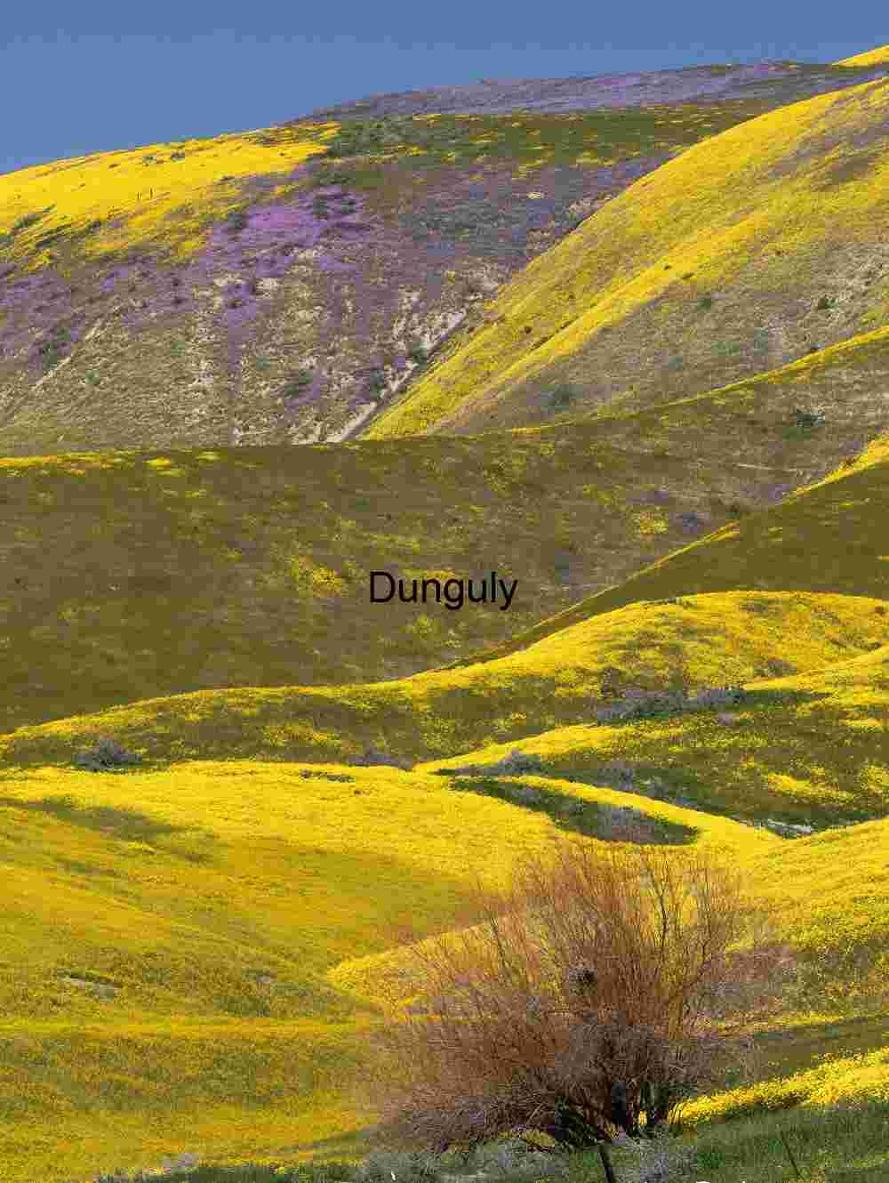 California Superbloom Hillside with Goldfields and Lone Shrub