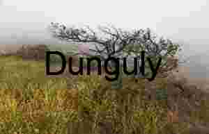 Tree in mist- California Superbloom Hillside with Goldfields and Lone Shrub