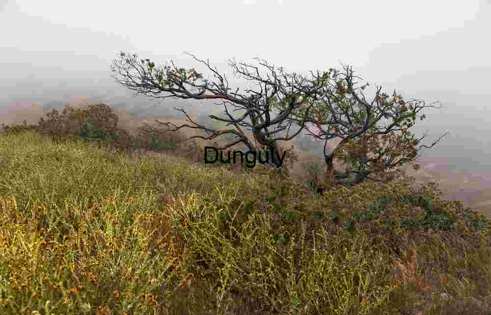 Tree in mist- California Superbloom Hillside with Goldfields and Lone Shrub