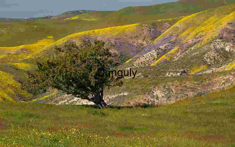 Tree on the Temblor Range ridge | California Superbloom Hillside with Goldfields and Lone Shrub