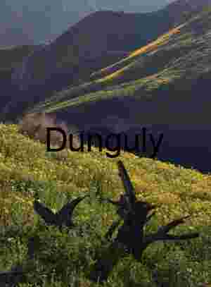 California Superbloom Hillside with Goldfields and Lone Shrub | Tree stump among carpet of daisies