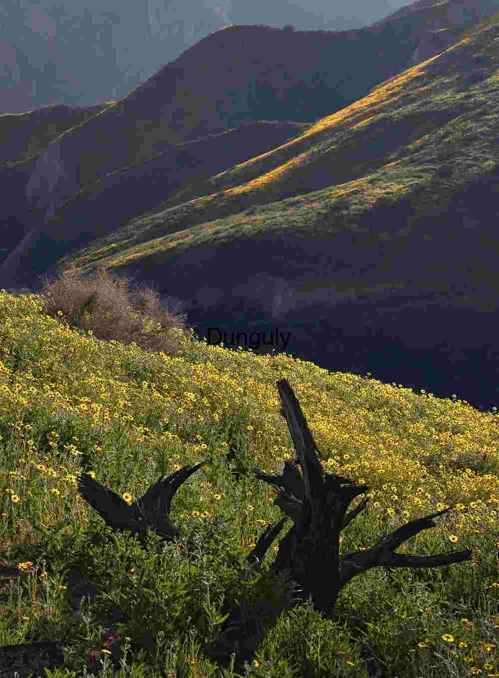 California Superbloom Hillside with Goldfields and Lone Shrub | Tree stump among carpet of daisies