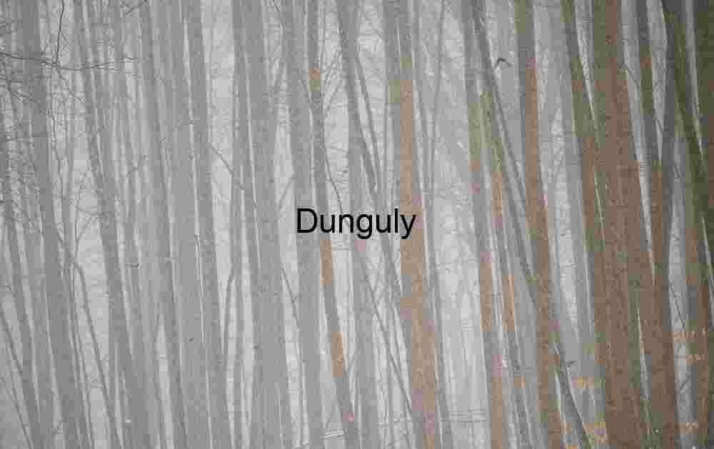 Trees in snow; GAP trail