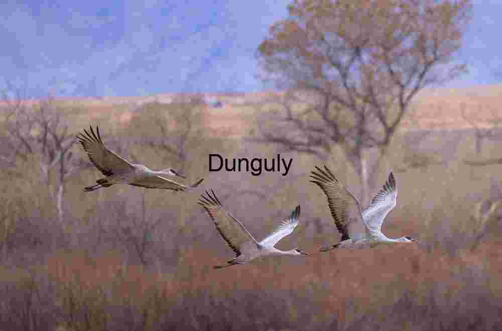 Trio of sandhill cranes in flight; Bosque del Apache