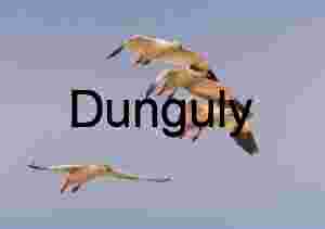 Four Snow Geese in Dynamic Flight Against a Pale Sky