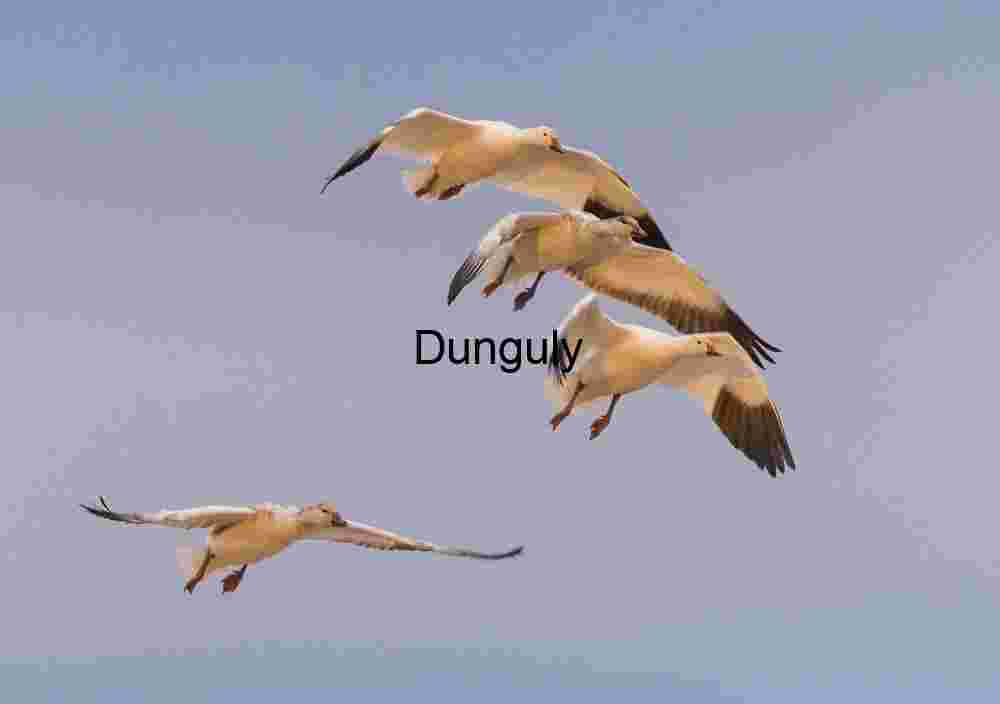 Four Snow Geese in Dynamic Flight Against a Pale Sky