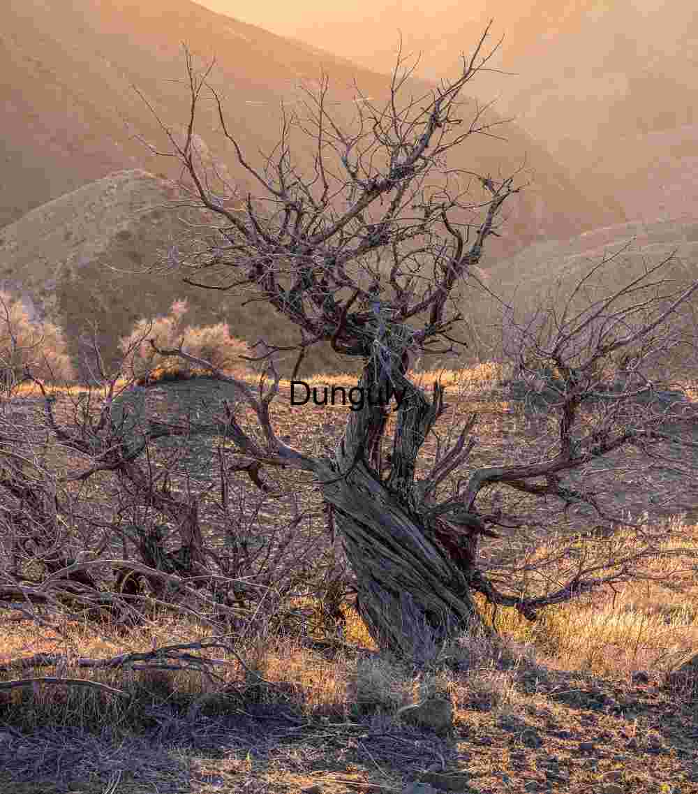 Dramatic Twisted Dead Tree at Sunset, Carrizo Plain