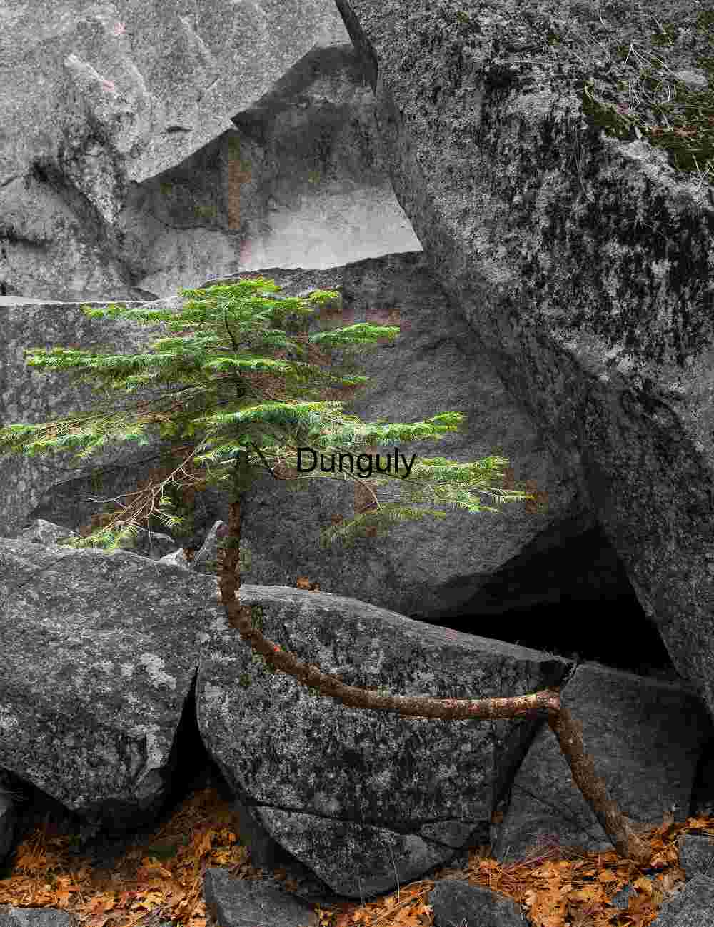 Twisted Pine Sapling Growing from Granite Boulders, Yosemite