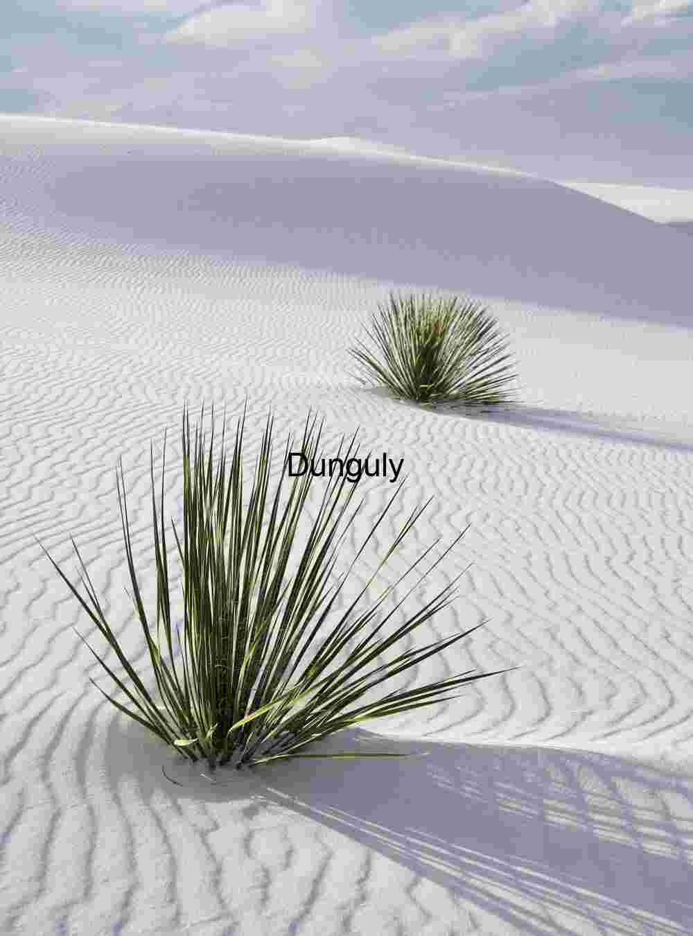 Two Yuccas, White Sands National Monument