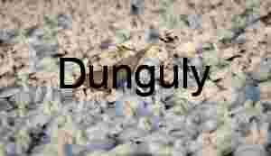 Sandhill Cranes in Snow Goose Flock at Bosque del Apache