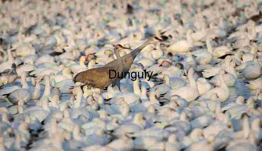 Sandhill Cranes in Snow Goose Flock at Bosque del Apache