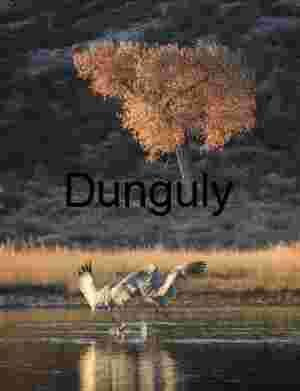 Sandhill Cranes Landing at Sunset, Bosque del Apache
