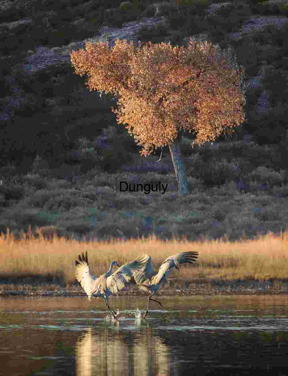 Sandhill Cranes Landing at Sunset, Bosque del Apache