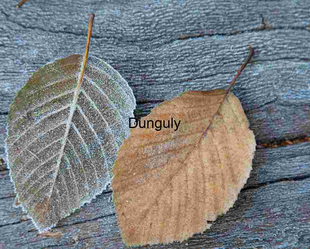 Frosted Autumn Leaves on Aged Wood Texture, Yosemite Macro