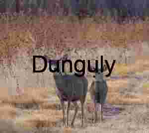 Two juvenile elk along path