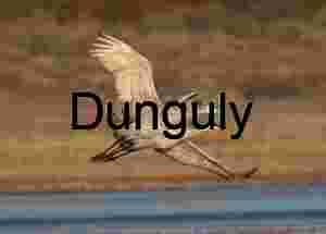 Two sandhill cranes after take-off, Bosque del Apache