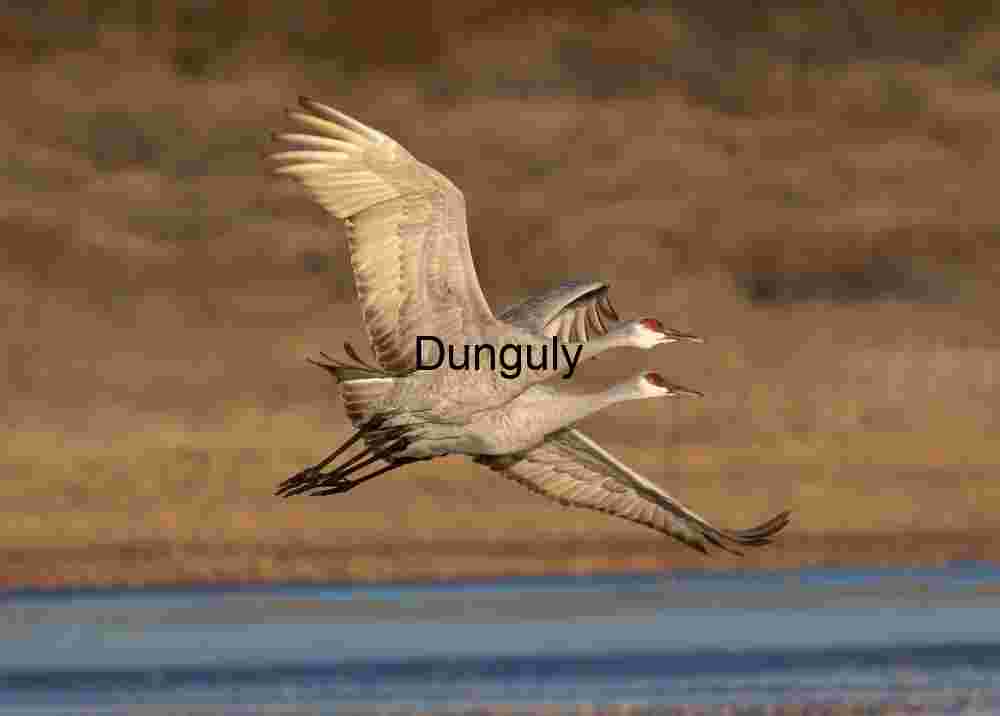 Two sandhill cranes after take-off, Bosque del Apache