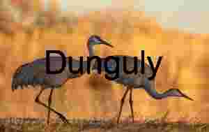 Two sandhill, cranes against, glowing background; Bosque del Apache