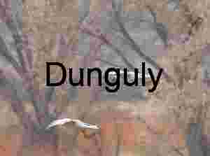 Two sandhill cranes flying past trees; Bosque del Apache