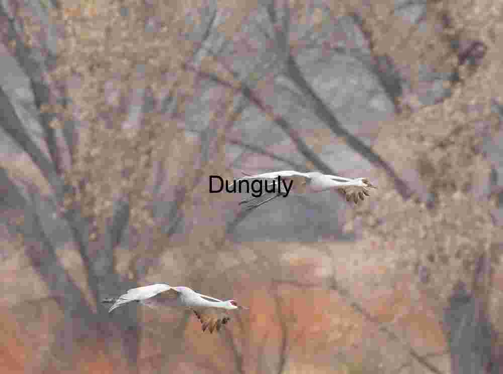Two sandhill cranes flying past trees; Bosque del Apache