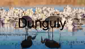 Two sandhill cranes silhouetted against geese, Bosque del Apache