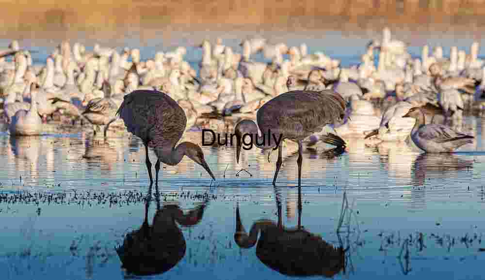 Two sandhill cranes silhouetted against geese, Bosque del Apache