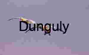 Snow Geese Landing at Bosque del Apache Sunrise | Two snow, geese against, magenta, blue sky