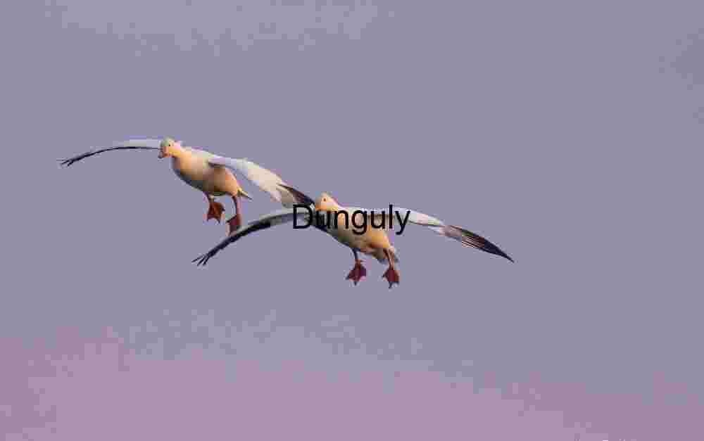 Snow Geese Landing at Bosque del Apache Sunrise | Two snow, geese against, magenta, blue sky