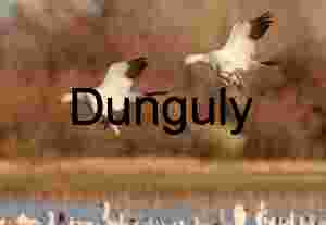Snow Geese Landing at Bosque del Apache