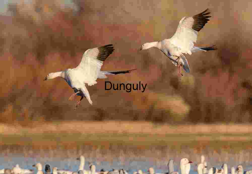 Snow Geese Landing at Bosque del Apache