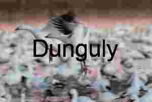 Snow Geese Landing at Bosque del Apache Sunrise