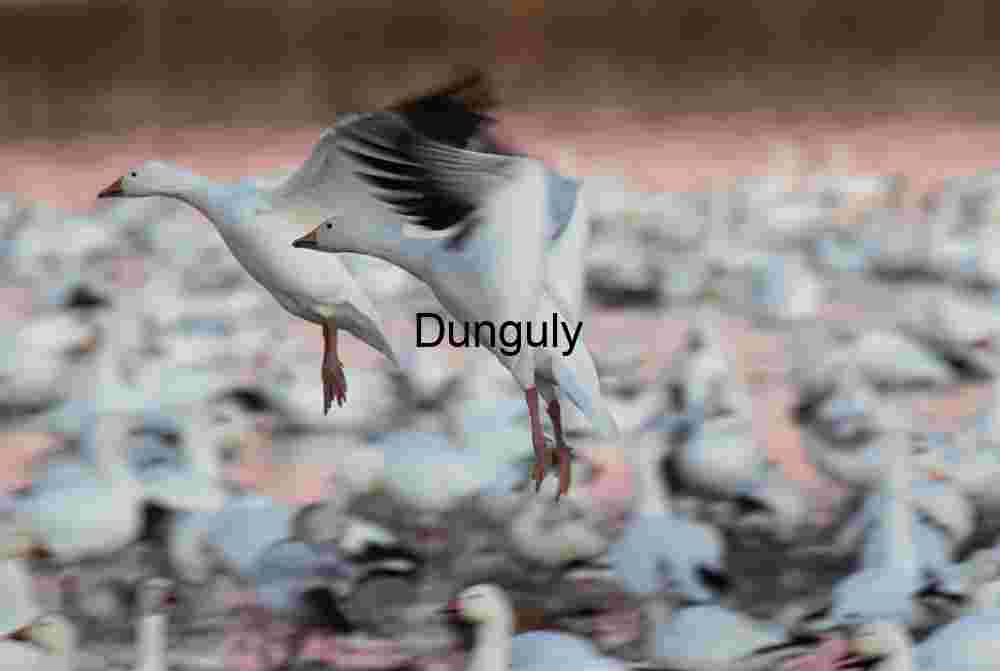Snow Geese Landing at Bosque del Apache Sunrise