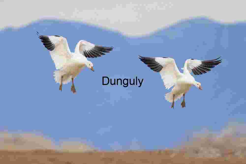 Snow Geese Landing at Bosque del Apache Sunrise | Two snow geese, two mountains; Ladd Gordon Waterfowl Complex