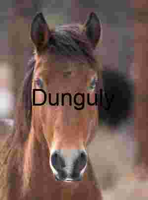Wild Horse Portrait: Mono Mills Mustang, Brown Coat
