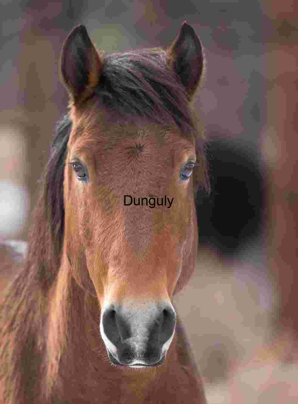 Wild Horse Portrait: Mono Mills Mustang, Brown Coat