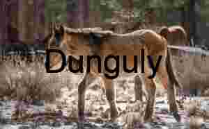 Wild horses: Mono Mills Mustang, Brown Coat