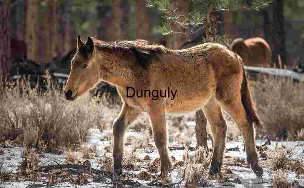 Wild horses: Mono Mills Mustang, Brown Coat