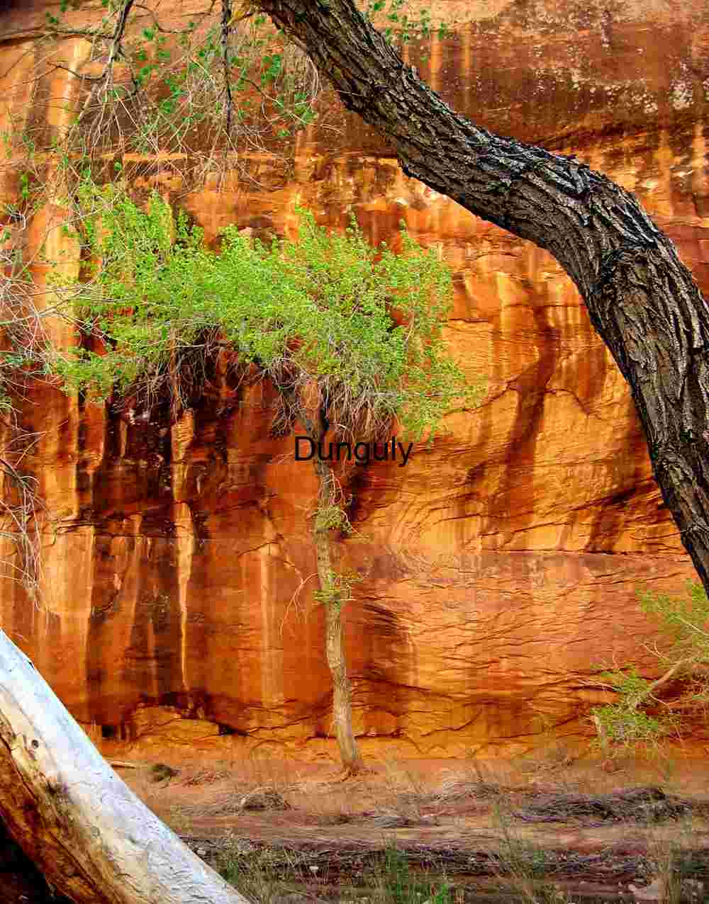 Willow Gulch, Escalante