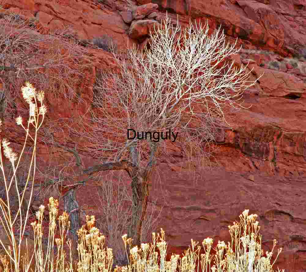 Winter canyon tree