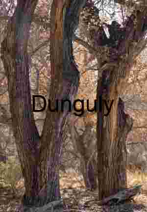 Winter Cottonwood Trees at Bosque del Apache: Textured Trunks