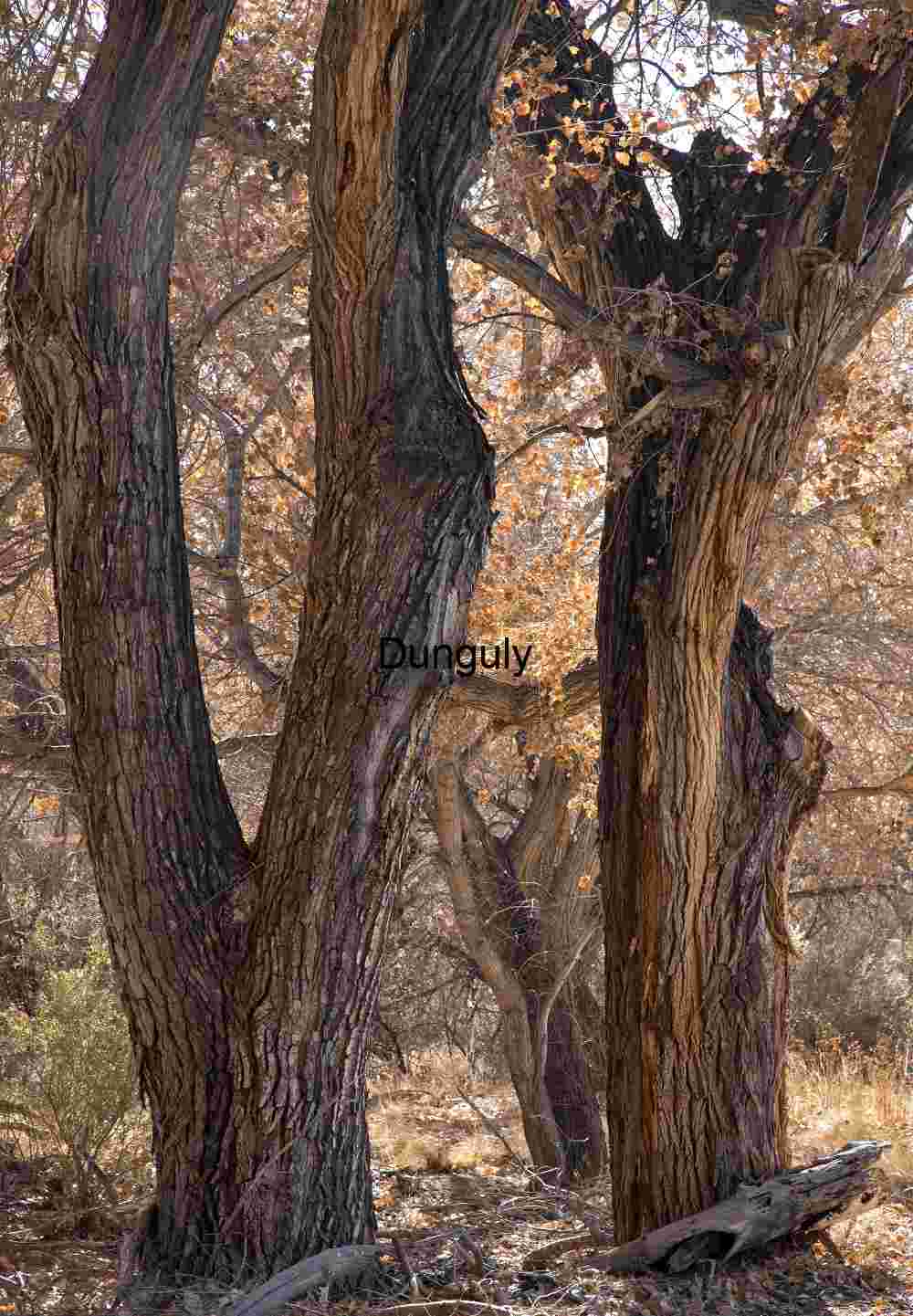 Winter Cottonwood Trees at Bosque del Apache: Textured Trunks