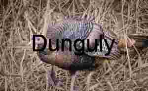 Wild Turkey Close-up: Iridescent Feathers in Dry Grass