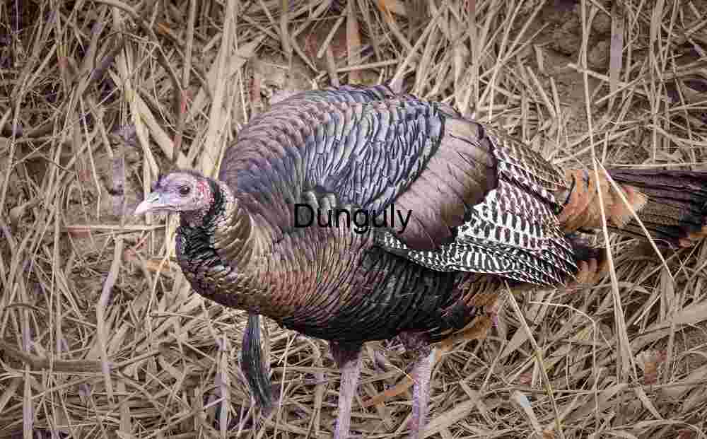 Wild Turkey Close-up: Iridescent Feathers in Dry Grass