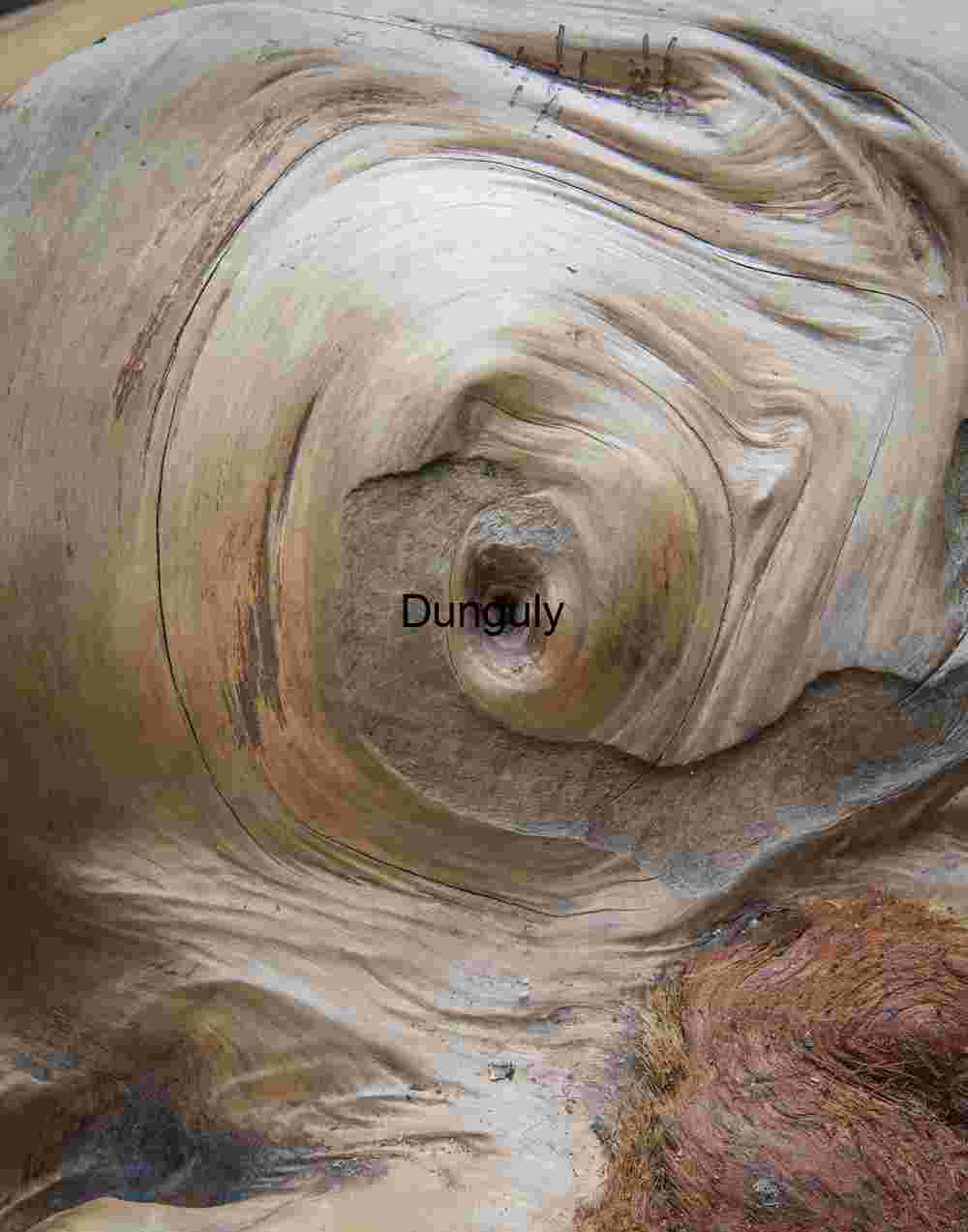 Abstract Wood Grain Texture Eye Knot - Yosemite Nature Art